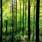 Đức và những câu thành ngữ “Xanh”